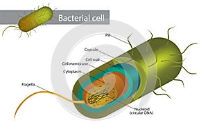 Illustration of a bacterial cell structure shows cell wall, membranes, plasmid dna and flagellum.