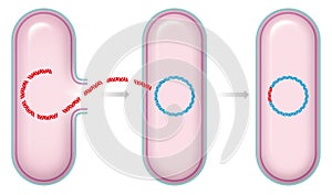 Illustration of bacterial transformation photo