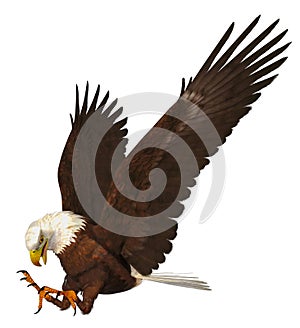 An illustration of a bald eagle attacking against a white background