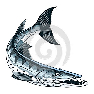 Illustration of Barracuda Fish in Vintage Style photo