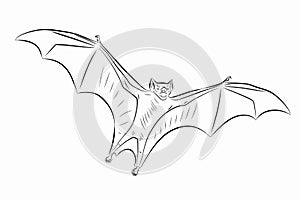 Illustration of a bat, vector draw