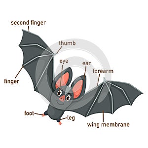 Illustration of bat vocabulary part of body