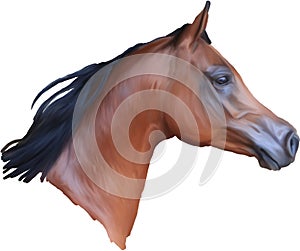 Illustration of Bay Arabian Horse Head Digital Painting