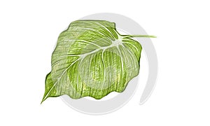 Illustration of Beautiful Elephant Ear or Philodendron Leaf