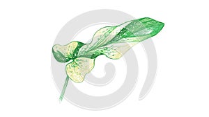 Illustration of Beautiful Fresh Philodendron Bipennifolium Plant