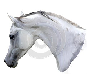Illustration of Beautiful Grey Arabian Horse Head With Head Bowed Digital Painting