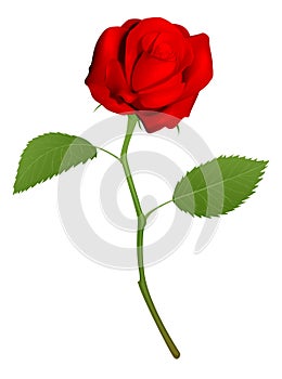 Illustration of a beautiful red rose