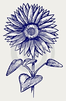 Illustration beautiful sunflower