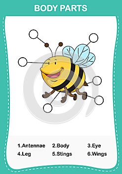 Illustration of bee vocabulary part of body