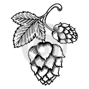 Illustration of beer hop cone in engraving style. Design element for logo, label, sign, emblem, poster.