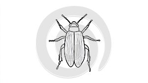 Beetle Line Art, Insect Outline, Entomology Design