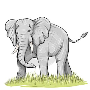 illustration of a big african elephant