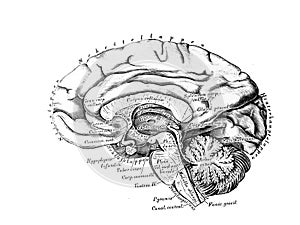 The illustration of Big and small brain from the side in the old book die Anatomie des Menschen, by C. Heitzmann, 1875, Wien