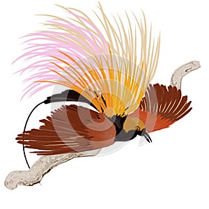 illustration bird of paradise dancing to attract female bird for mating in papua, indonesia Available transparent pictures.