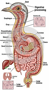 Illustration of a bird's digestive system with key organs labeled. It includes the beak,
