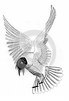 Illustration bird sea gull