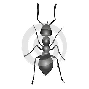 Illustration of a black ant. Insect top view isolated on white background. Vector.