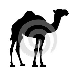 Illustration of a black camel silhouette.