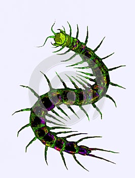 Illustration of a black centipede, Myriapoda