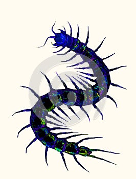 Illustration of a black centipede, Myriapoda