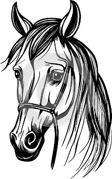 illustration of black horse on white background