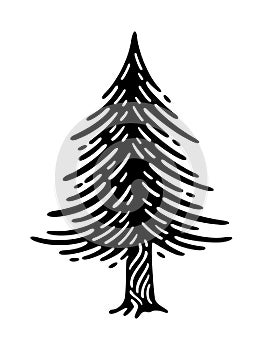 Illustration of a black pine tree vector