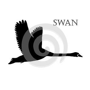 Illustration of black swan logo silhouette.