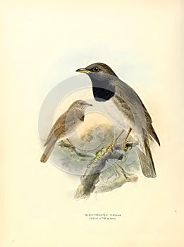 Illustration of black-throated thrushes perched on a tree branch, white background