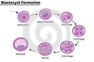 Illustration of the blastocyst formation