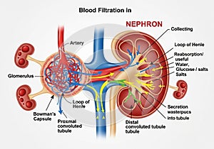 And distal convoluted tubules, and the loop of Henle, with arrows