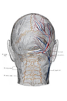 The illustration of the blood vessels, arteries and nerves of the back of the head in the old book die Anatomie, by Fr. Merkel,