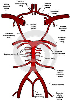 Illustration of blood vessels and brain circulation, circle of willis with labels