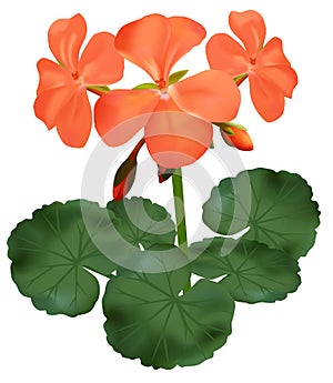 Illustration of blooming geranium - vector photo