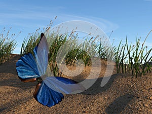 Illustration of a blue butterfly flying over a sand dune