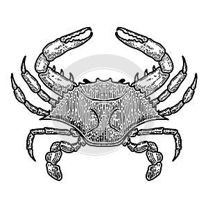 Illustration of blue crab in engraving style. Design element for logo, label, sign, poster, t shirt.