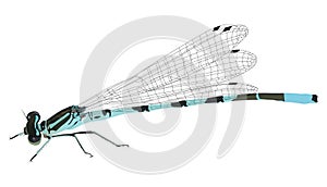 Illustration with blue dragonfly