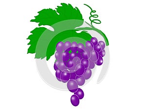 Illustration of blue wine grapes