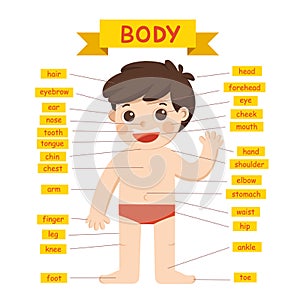 Illustration of Boy body parts diagram.
