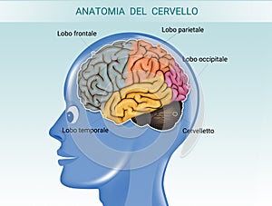 Illustration of brain anatomy