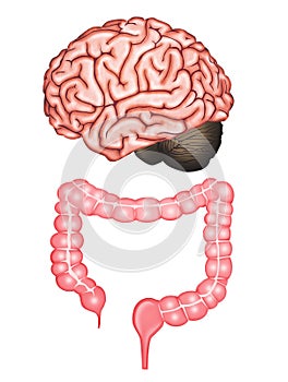 Illustration of the brain and intestines