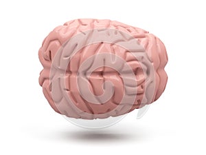 Illustration of the brain isolated on white. 3d rendering
