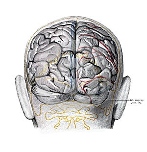 The illustration of the brain with its shells from the back view in the old book die Anatomie, by Fr. Merkel, 1885, Braunschweig