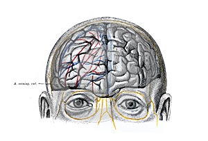 The illustration of the brain with its shells from the front view in the old book die Anatomie, by Fr. Merkel, 1885, Braunschweig