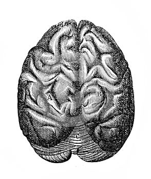 The illustration of brain in the old book the Antiquity of man, by C. Lyell, 1864, St. Petersburg