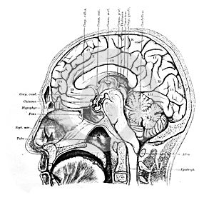 The illustration of brain from the side in the old book die Anatomie, by Fr. Merkel, 1885, Braunschweig