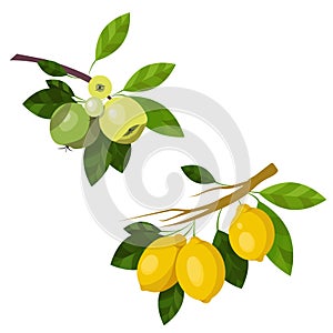 Illustration branch green apples and yellow lemons, fruits and leaves isolated on a white background