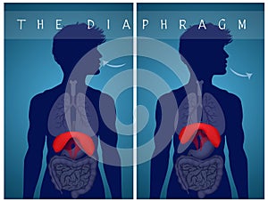 Breathe with the diaphragm photo