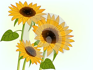 Illustration of bright sunflowers