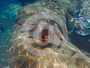 An illustration of the brightly colored Hogfish at an aquarium