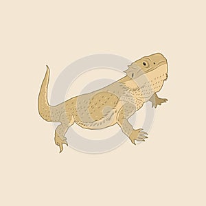 Illustration of a brown lizard with a long tail